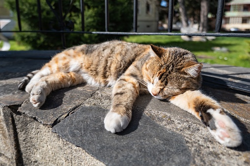 A gray and white cat resting peacefully on smooth stones in front of a metal fence