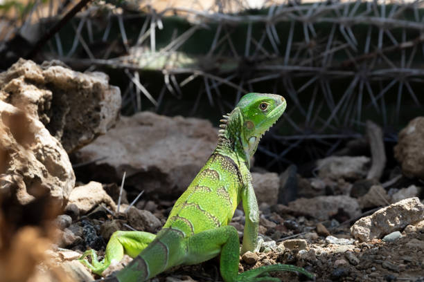 selective focus of sunbathing iguana with blue sky on background, Bali, Indonesia