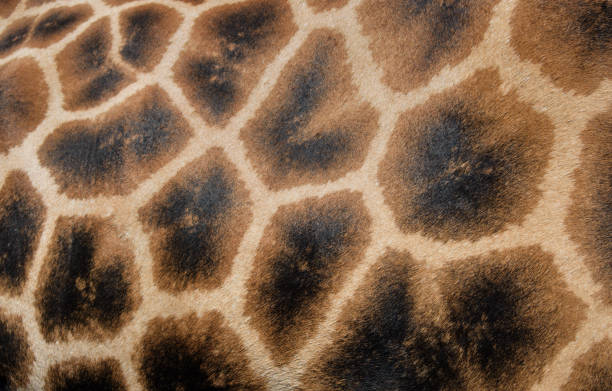 istock Giraffe pattern, closeup photo of giraffe skin, giraffe hide, realistic 1710734134