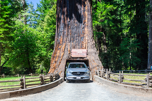 Leggett, California, USA - July 17th, 2023: Car drives through the Chandelier Drive Thru Tree