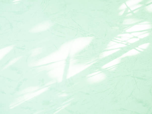 Shadow Green Leaf Leaves Tree Summer Tropic Background Plant Overlay Light White Panorama Image, Abstract Sun Effect Foliage  from Window Sunlight blur Minimal Mockup Backdrop Scene