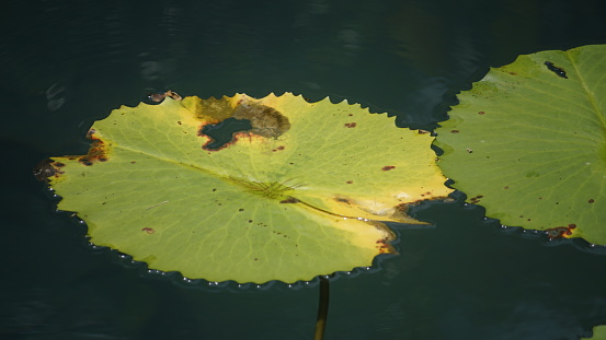 Dried lotus foliage in the pond.