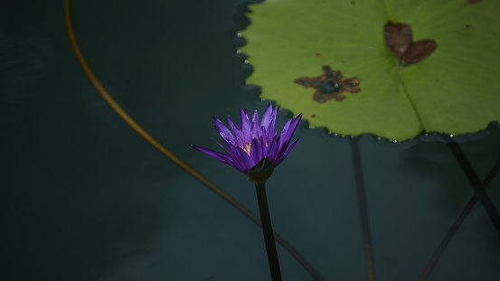 Water lily flowers, Nymphaea caerulea lotus