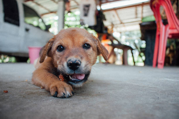 istock cute thai puppy 1710821366