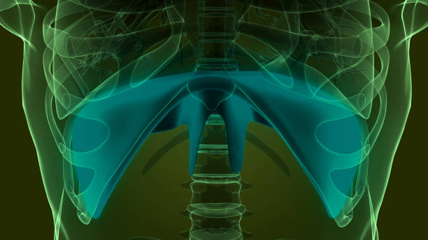 istock Human Respiratory System Diaphragm Anatomy 1710832912