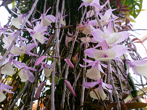 Beautiful dendrobium orchid, a genus of mostly epiphytic and lithophytic orchids in the family Orchidaceae.