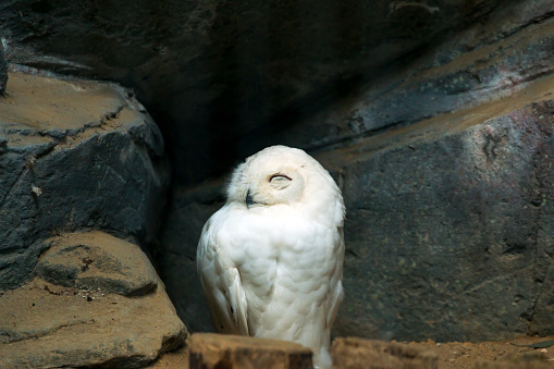 Portrait of beautiful snowy owl (Bubo scandiacus) standing on stone field in mountain