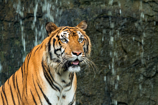 Close up of Indochinese Tiger sitting in front of waterfall and looking at camera; Panthera tigris corbetti coat is yellow to light orange with stripes ranging from dark brown to black