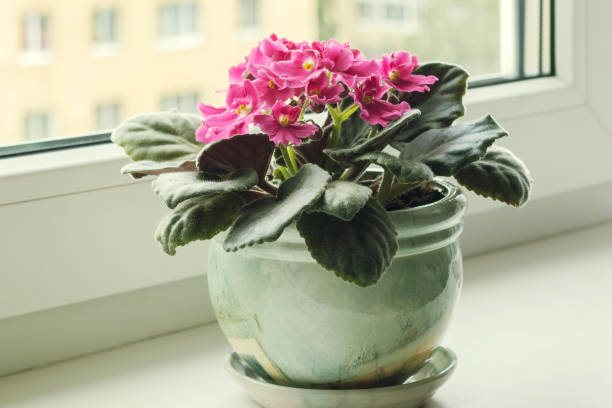 istock Blooming pink African violet (Saintpaulia) in a ceramic pot on a home windowsill. 1710840527