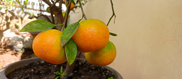 Tangerine garden in a sunny day with trees full of ripe fresh tangerines