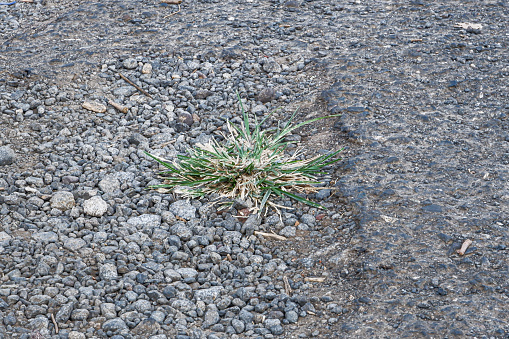 weeds growing on the damaged asphalt road.