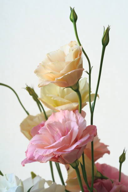 istock eustoma flowers growing on a white background 1710862282