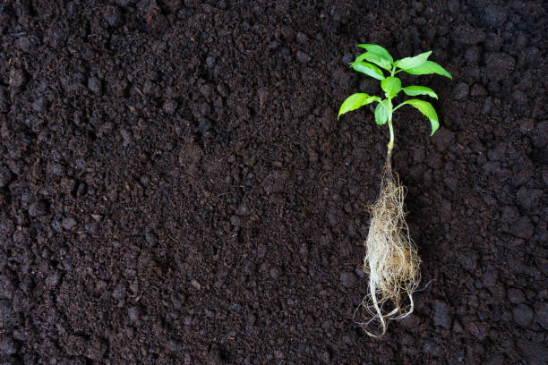 istock Young Shoot with Dense Roots on Fertile Soil 1710886669