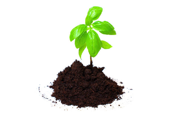 istock Young Basil Sprout in a Mound of Soil on White 1710888079