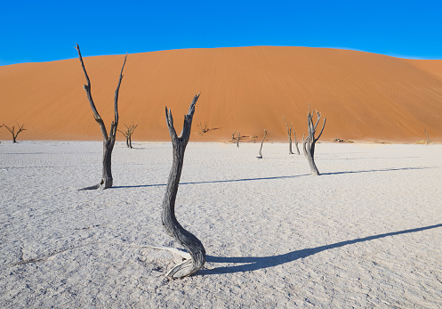 Deadvlei a small clay pan surrounded by dunes in the Namib Sand Sea in Namibia. Deadvlei is part of the Namib-Naukluft National Park. Africa
