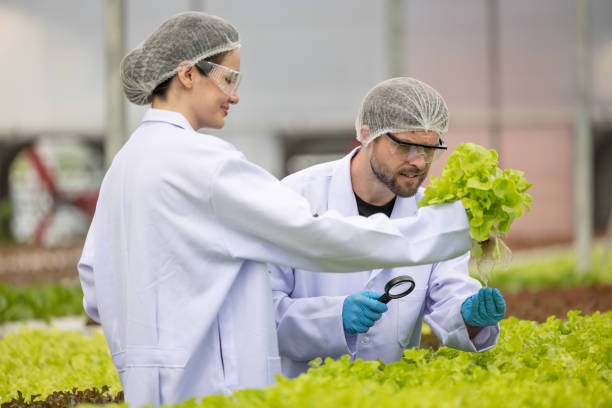 hydroponik-wissenschaftler verwenden mikroskop-biotechnologie und biochemie, um gewächshauspflanzen auf präzision zu analysieren - agriculture greenhouse research science stock-fotos und bilder