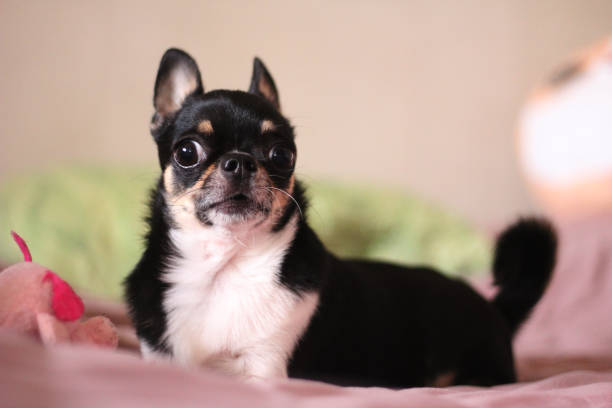 istock Mini the chihuahua hears something 1710928886