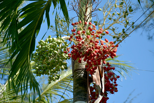 tree with green and red areca seeds in sunny day