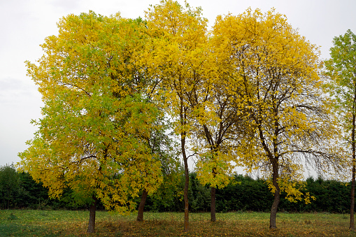 Autumn and yellow maples by the road. Seasonal signs. Last day of September.