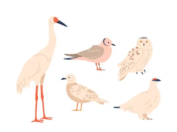 Vector illustration of Arctic Birds Include The Iconic Snowy Owl, Gull, Heron, Arctic Tern, And Gyrfalcon. These Hardy Avian Species