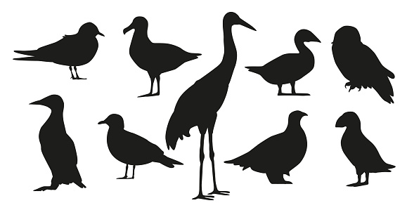 Black Silhouettes of Arctic Bird Species. Puffin, Snowy Owl, Arctic Tern, Common Eider, Guillemot, Sanderling, Great Black-backed Gull, Gyrfalcon, And Ptarmigan with Snow Bunting. Vector Illustration