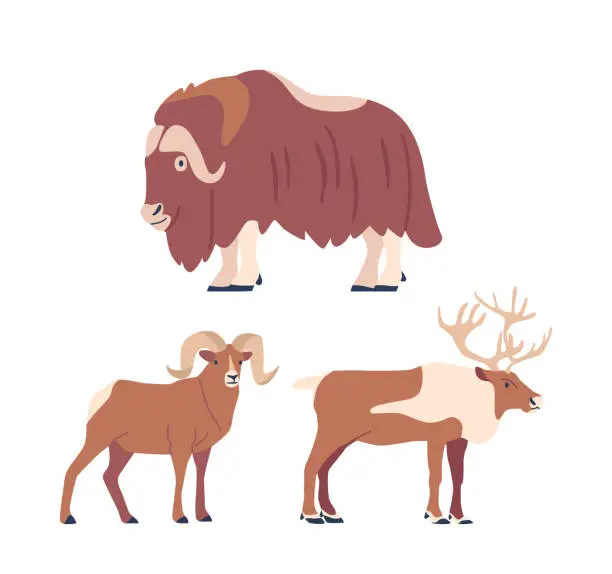 Vector illustration of Arctic Horned Animals Include The Majestic Muskoxen or Muskox, And Deer Creatures Thrive In The Frigid Arctic Landscapes