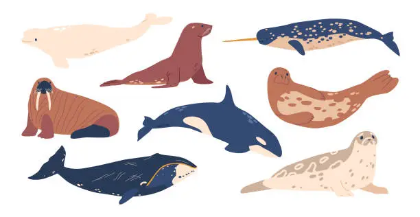 Vector illustration of Whale, Walrus, Orca and White Whale with Narwhal and Seal, Beluga, Arctic Sea Animals Set. Incredible Marine Life