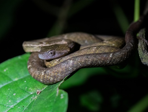 Tropical snake resting on a branch. Photograph taken during a night session near the kinabatangan river in Malaysia.
