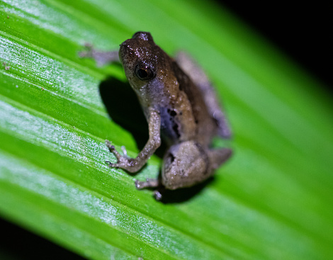 Tropical frog resting on a leaf. Photograph taken during a night session on the Kinabatangan river in Malaysia.