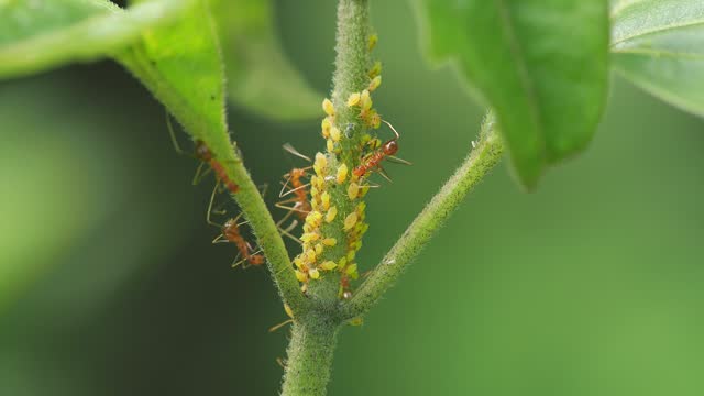 Red ant with aphids on a green stem, macro shot