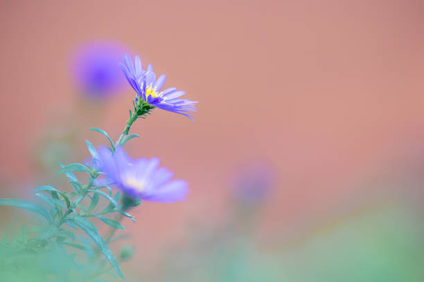 Aster dumosus - pillows Aster. Blue cushion asters bloom in garden. Autumn background