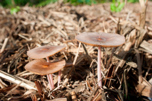 Mushrooms growing on sugar cane mulch.