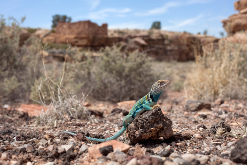 A collared lizard stands on dried lava with the Lomaki Pueblo ruins in the background at Wupatki National Monument at Flagstaff, Arizona.