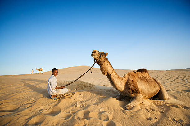 młody beduin na wielbłądzie na western sahara pustynia w afryce. - great sand sea zdjęcia i obrazy z banku zdjęć