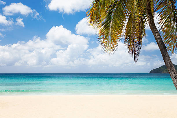 istock white sand beach with a palm tree in the Caribbean 171099942