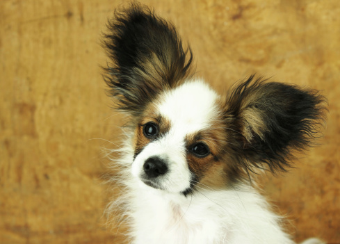 Papillon pup with large hairy ears.