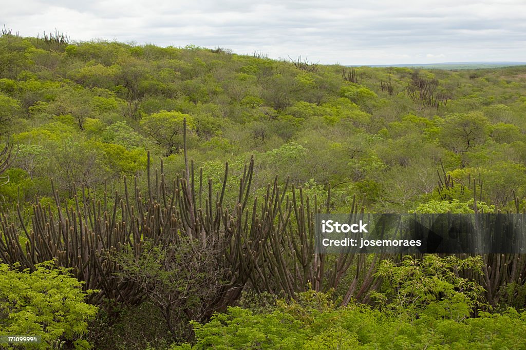 Vegetation in Caatinga, Brazil Caatinga vegetation at Rio Grande do Norte state inland, in Brazil's Northeast region. Caatinga Stock Photo