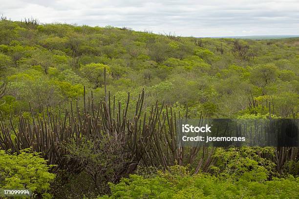 Vegetation In Caatinga Brazil Stock Photo - Download Image Now - Caatinga, Brazil, Day