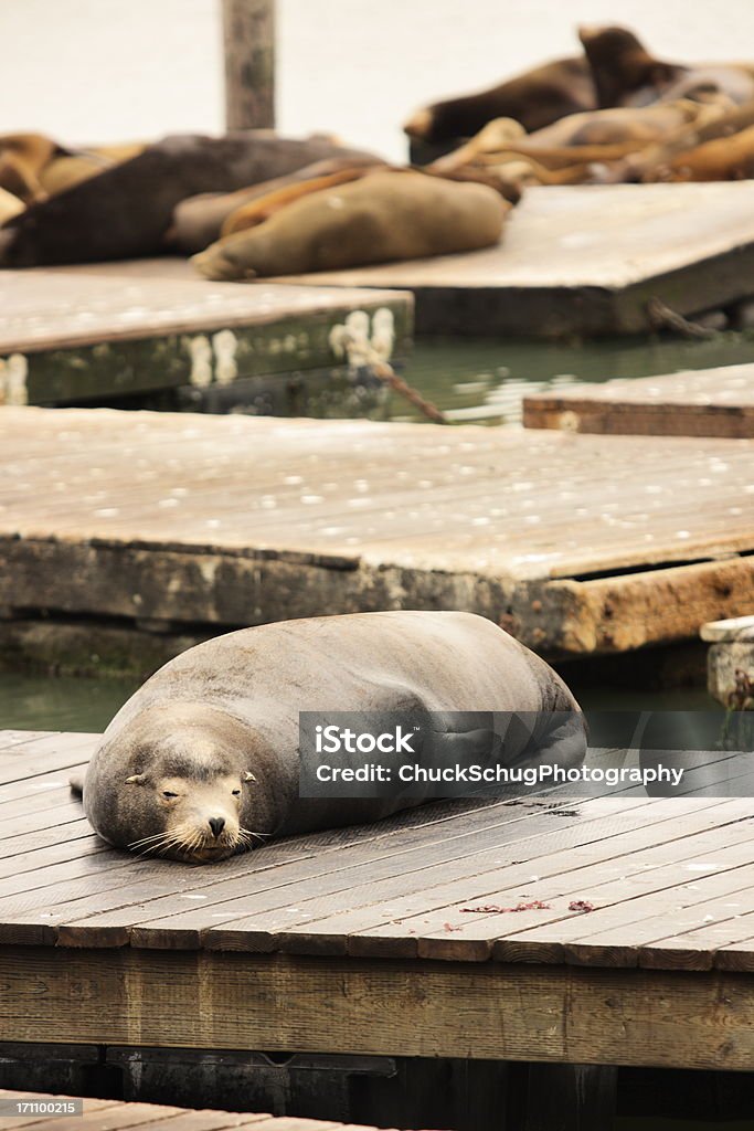 Harbor Seal Phoca Vitulina San Francisco Stock Photo - Download Image Now -  Animal, Animal Attribute, Animal Back - iStock