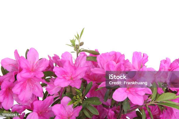 Photo libre de droit de Blooming Rhododendron banque d'images et plus d'images libres de droit de Capitule - Capitule, Couleur, Couleur verte