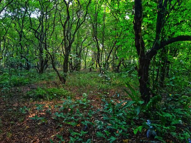 istock In the middle of local forest conservation 1711003745