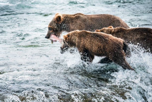 ヒグマの母親は鮭を口に入れて立ち去り、2匹の子が彼女に向かって走っています。カトマイ国立公園のブルックス滝。アラスカ州。 - bear salmon alaska cub ストックフォトと画像