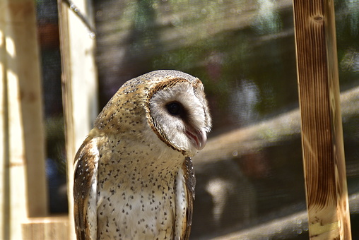 The Australian masked owl is a barn owl of Southern New Guinea and non-desert areas of Australia