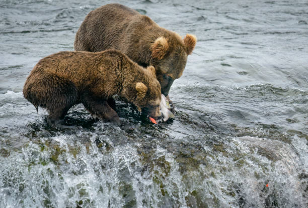 ベニザケを子宭と共有するヒグマの母親。カトマイ国立公園のブルックス滝。アラスカ州。米国。 - bear salmon alaska cub ストックフォトと画像