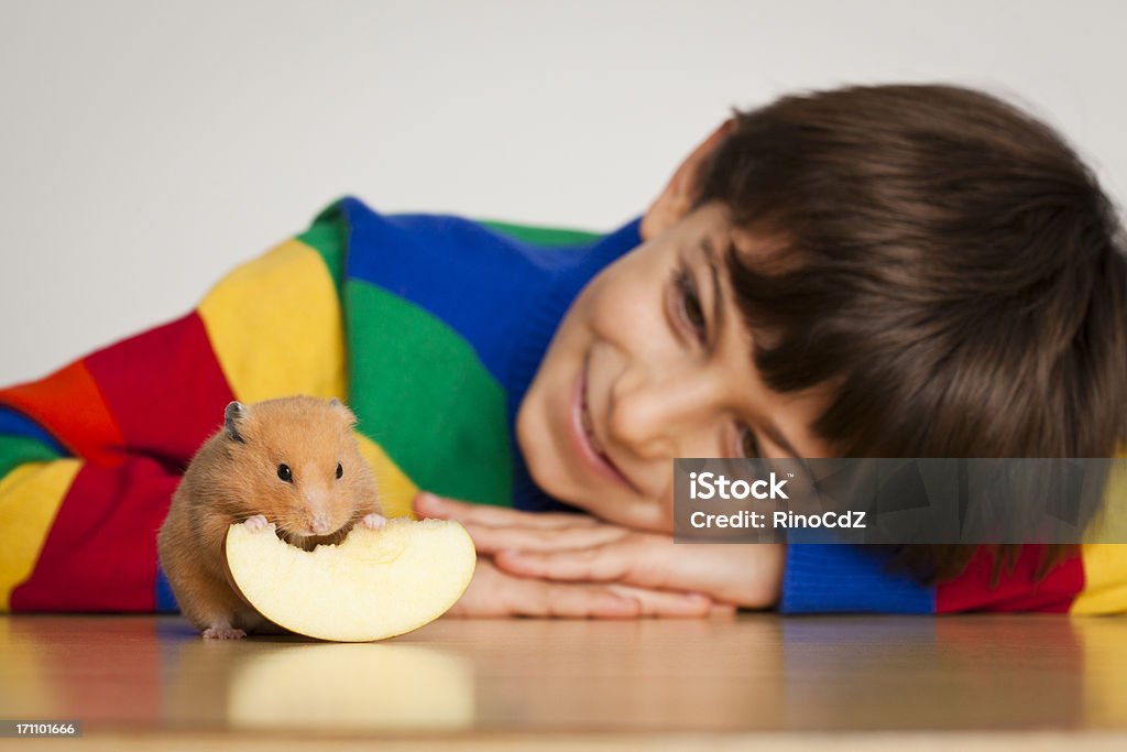 Niño sonriente mirando A un Hamster; Enfoque diferencial - Foto de stock de Hámster libre de derechos