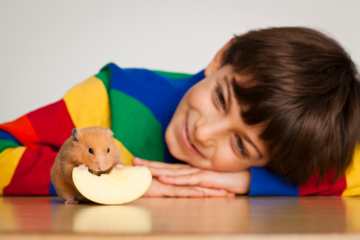 Smiling kid wearing a colorful sweater is looking to a hamster eating a slice of apple. Selective focus on hamster.