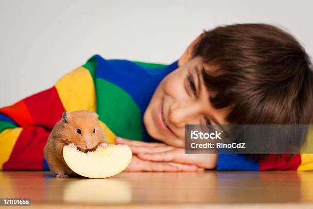 Sorridente Criança Olhar Para Um Hamster Foco Diferencial - Fotografias de stock e mais imagens de Hamster