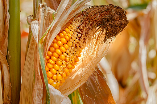 Ripe corn on the cob in a field ready for harvest