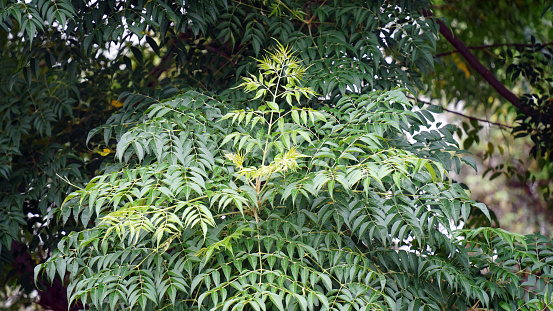 Neem leaves, Ayurvedic neem. Azadirachta indica - A branch of neem tree leaves. Natural Medicine, neem tree- natural medicine