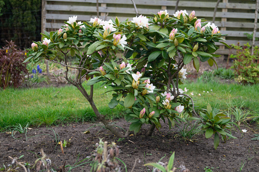 This image shows a small rhododendron bush in full bloom. The bush is covered in white flowers that are small and delicate. The leaves of the bush are green and lush. The bush is surrounded by green grass and a wooden fence. This image could be used in a variety of contexts, such as on a website about gardening, flowers, or nature. It could also be used in a more general context, such as on a website about beauty or happiness.